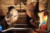 20081005_naturalhistorymuseum_021